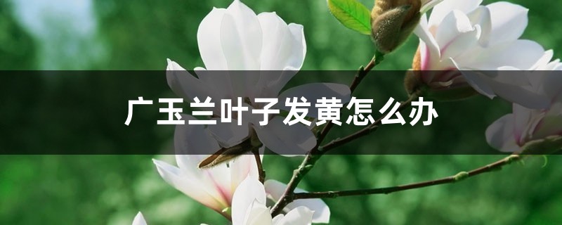 广玉兰叶子发黄怎么办 广玉兰叶子发黄怎么办