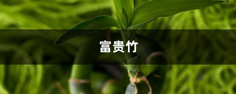 富贵竹视频:富贵竹水培瓶里加点这个,10年不黄叶不烂根! 富贵竹视频:富贵竹水培瓶里加点这个,10年不黄叶不烂根!