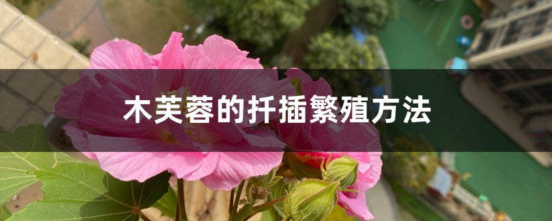 木芙蓉的扦插繁殖方法 木芙蓉的扦插繁殖方法