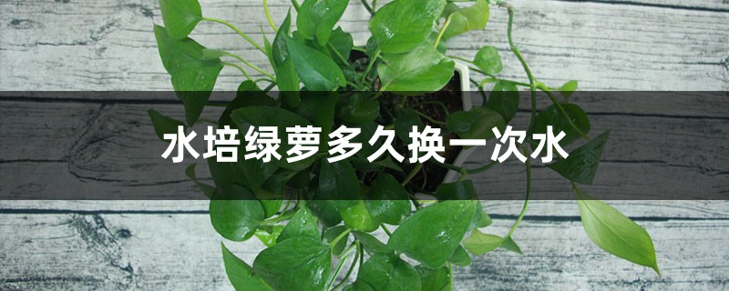 水培绿萝多久换一次水 水培绿萝多久换一次水