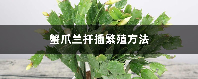 蟹爪兰扦插繁殖方法 蟹爪兰扦插繁殖方法