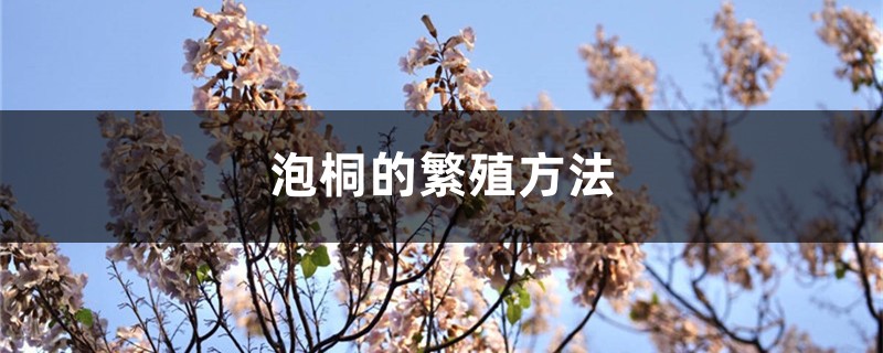 泡桐的繁殖方法 泡桐的繁殖方法
