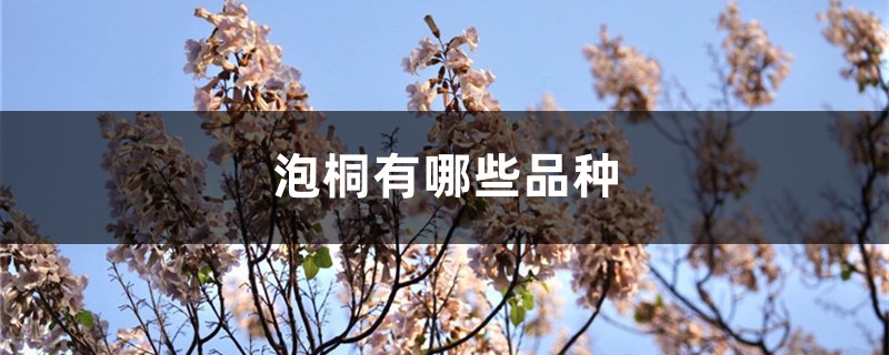 泡桐有哪些品种 泡桐有哪些品种