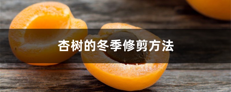 杏树的冬季修剪方法 杏树的冬季修剪方法