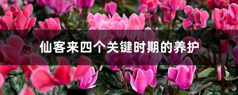 仙客来四个关键时期的养护 仙客来四个关键时期的养护