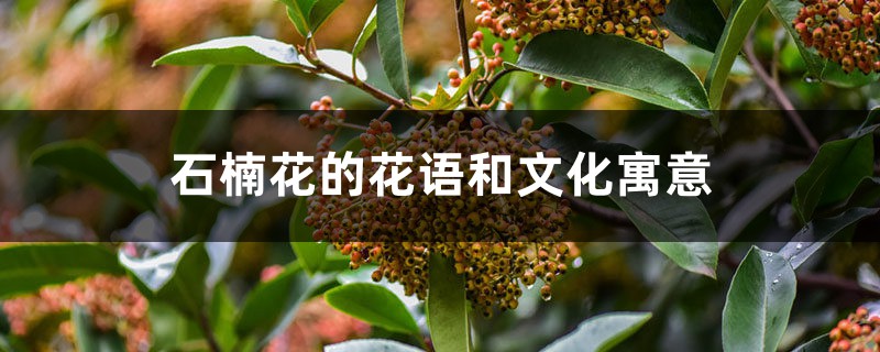 石楠花的花语和文化寓意 石楠花的花语和文化寓意