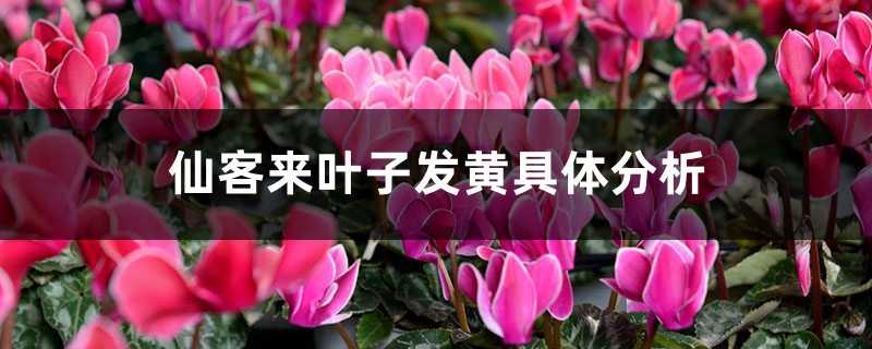仙客来叶子发黄具体分析 仙客来叶子发黄具体分析