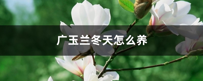 广玉兰冬天怎么养 广玉兰冬天怎么养