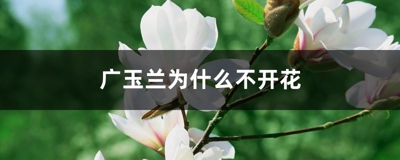 广玉兰为什么不开花 广玉兰为什么不开花