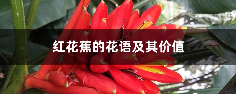 红花蕉的花语及其价值 红花蕉的花语及其价值