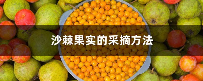 沙棘果实的采摘方法 沙棘果实的采摘方法