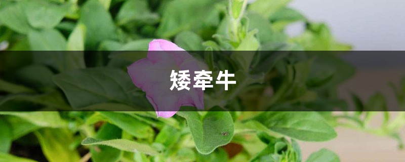 矮牵牛视频:1粒小花种就种出一大盆牵牛花 矮牵牛视频:1粒小花种就种出一大盆牵牛花