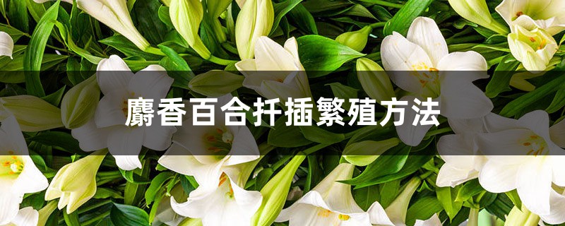 麝香百合扦插繁殖方法 麝香百合扦插繁殖方法