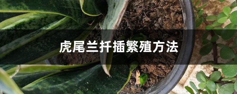 虎尾兰扦插繁殖方法 虎尾兰扦插繁殖方法