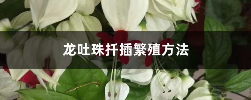 龙吐珠扦插繁殖方法 龙吐珠扦插繁殖方法