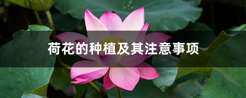 荷花的种植及其注意事项 荷花的种植及其注意事项