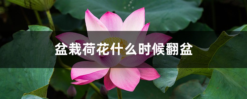 盆栽荷花什么时候翻盆 盆栽荷花什么时候翻盆