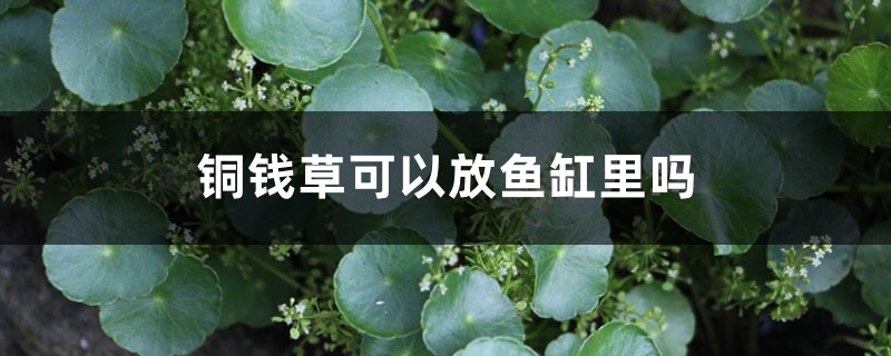 铜钱草可以放鱼缸里吗 铜钱草可以放鱼缸里吗