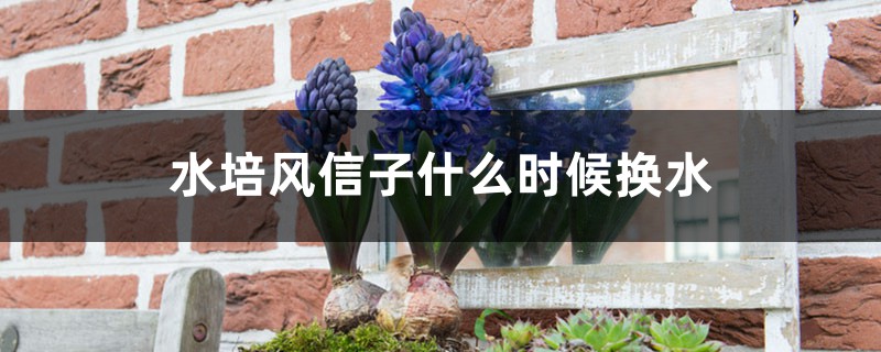 水培风信子什么时候换水 水培风信子什么时候换水