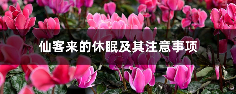 仙客来的休眠及其注意事项 仙客来的休眠及其注意事项
