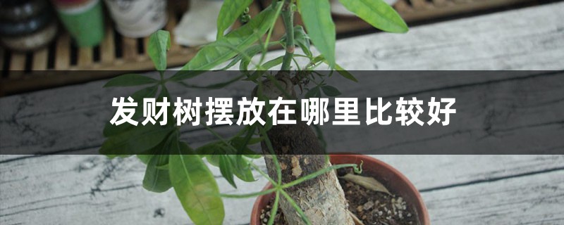 发财树摆放在哪里比较好 发财树摆放在哪里比较好