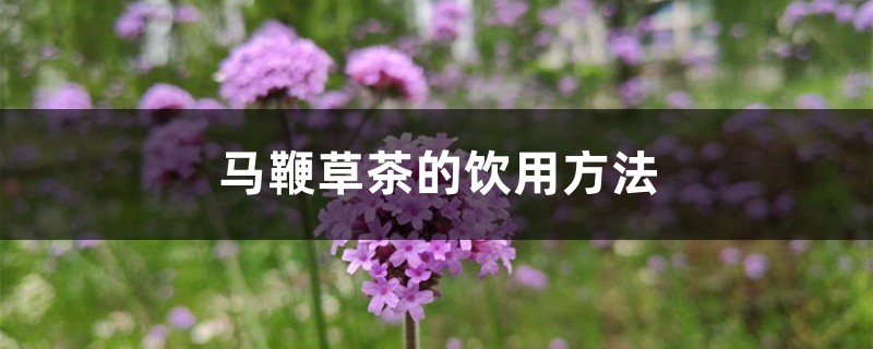 马鞭草茶的饮用方法 马鞭草茶的饮用方法