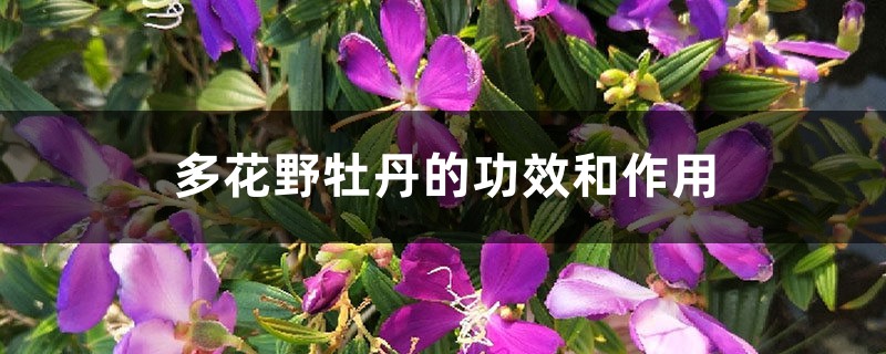 多花野牡丹的功效和作用 多花野牡丹的功效和作用