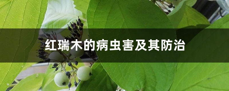红瑞木的病虫害及其防治 红瑞木的病虫害及其防治