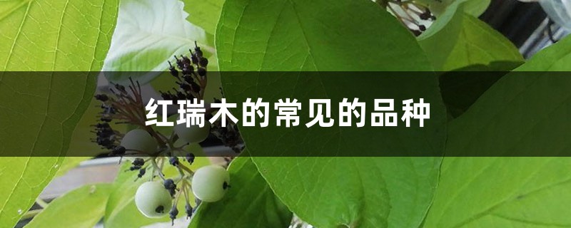 红瑞木的常见的品种 红瑞木的常见的品种