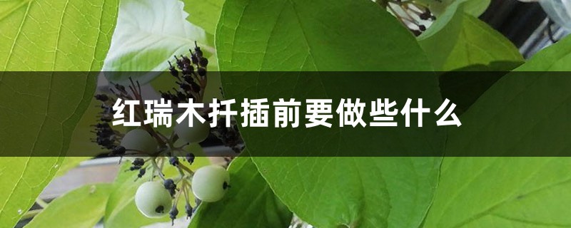 红瑞木扦插前要做些什么 红瑞木扦插前要做些什么