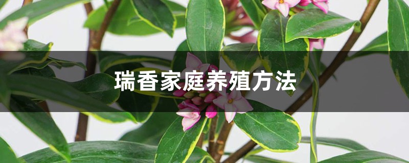 瑞香家庭养殖方法 瑞香家庭养殖方法