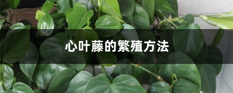 心叶藤的繁殖方法 心叶藤的繁殖方法