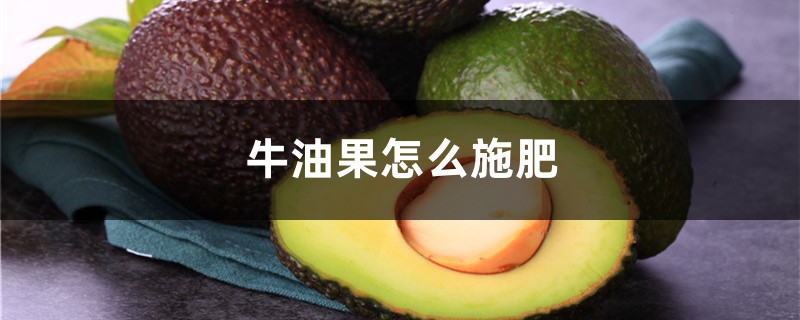 牛油果怎么施肥 牛油果怎么施肥