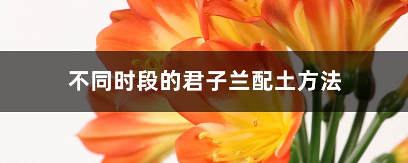 不同时段的君子兰配土方法 不同时段的君子兰配土方法