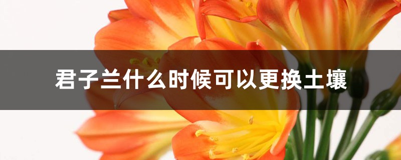 君子兰什么时候可以更换土壤 君子兰什么时候可以更换土壤