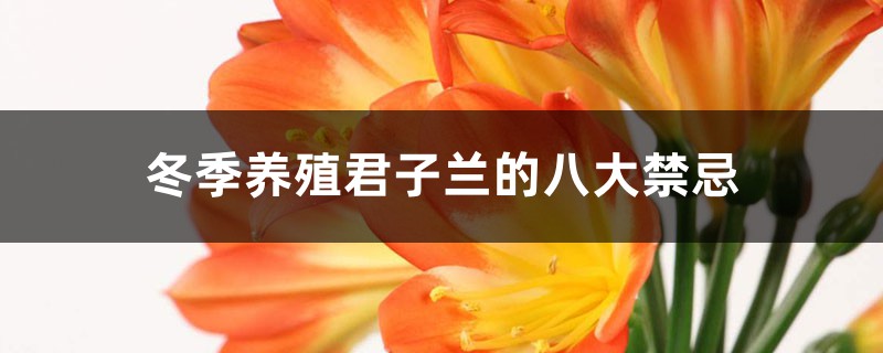 冬季养殖君子兰的八大禁忌 冬季养殖君子兰的八大禁忌