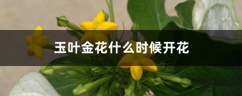 玉叶金花什么时候开花 玉叶金花什么时候开花