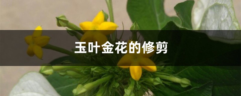 玉叶金花的修剪 玉叶金花的修剪