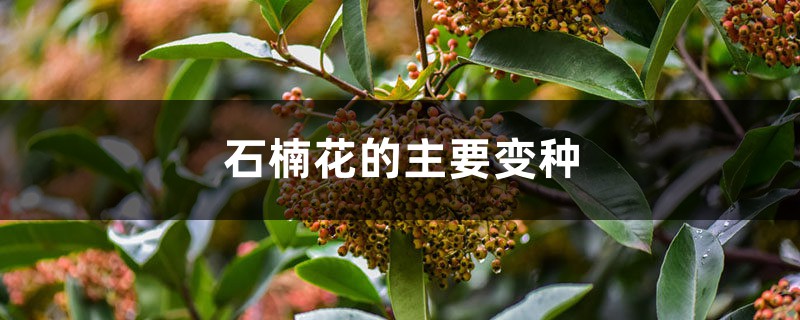 石楠花的主要变种 石楠花的主要变种