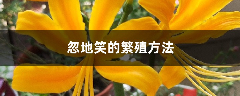 忽地笑的繁殖方法 忽地笑的繁殖方法