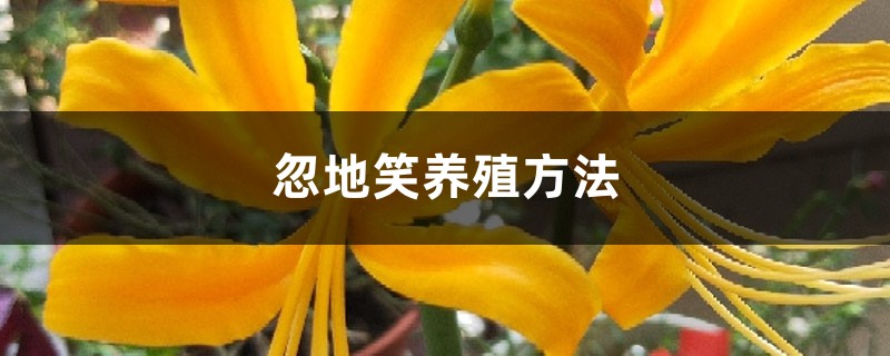 忽地笑养殖方法 忽地笑养殖方法