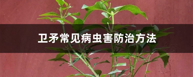 卫矛常见病虫害防治方法 卫矛常见病虫害防治方法