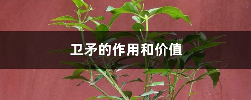 卫矛的作用和价值 卫矛的作用和价值