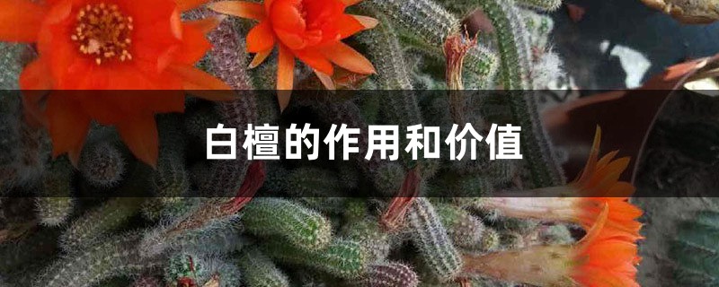 白檀的作用和价值 白檀的作用和价值