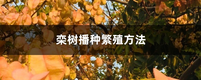 栾树播种繁殖方法 栾树播种繁殖方法