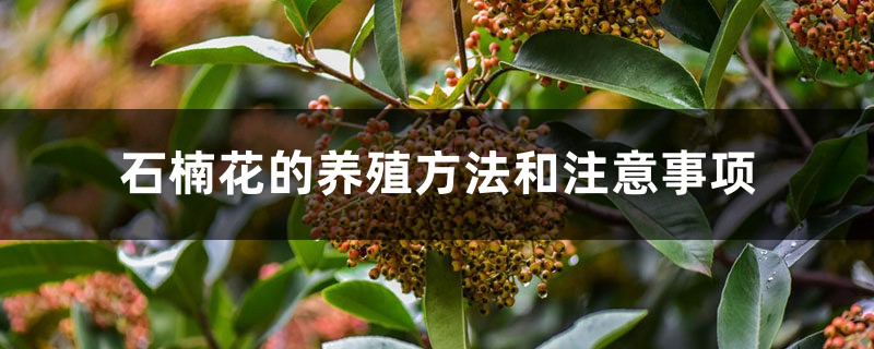 石楠花的养殖方法和注意事项 石楠花的养殖方法和注意事项