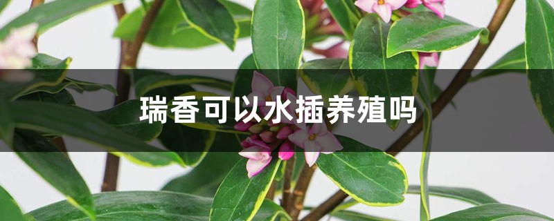 瑞香可以水插养殖吗 瑞香可以水插养殖吗
