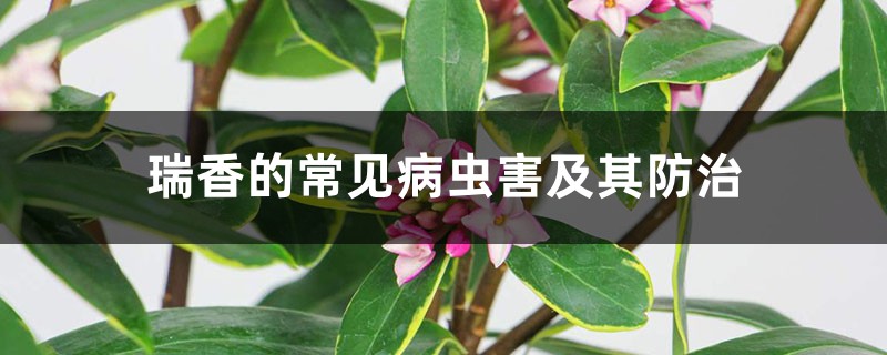 瑞香的常见病虫害及其防治 瑞香的常见病虫害及其防治