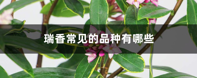 瑞香常见的品种有哪些 瑞香常见的品种有哪些