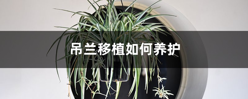 吊兰移植如何养护 吊兰移植如何养护